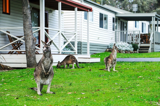 Top 5 Unique Camping Sites in Australia: A Journey from Rainforests to Deserts Under the Southern Stars